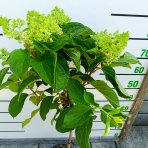 Hortenzia metlinatá (Hydrangea paniculata) ´RED VELVET®´ by LIVING CREATIONS® - výška 70-80 cm, kont. C3L - NA KMIENKU